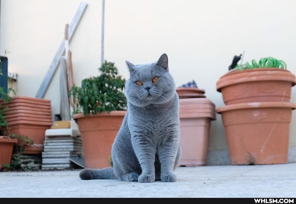funny, love, caturday