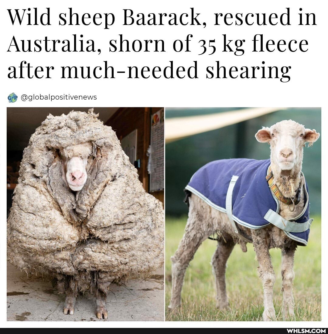 Wild sheep Baarack, rescued in
Australia, shorn of 35 kg fleece after much-needed shearing
@globalpositivenews