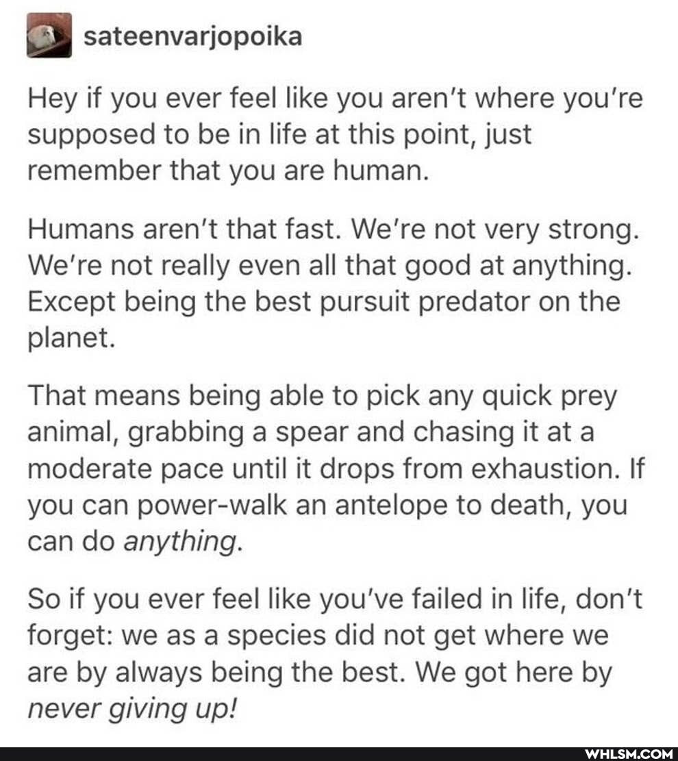 sateenvarjopoika
Hey if you ever feel like you aren't where you're supposed to be in life at this point, just remember that you are human.
Humans aren't that fast. We're not very strong.
We're not really even all that good at anything.
Except being the best pursuit predator on the planet.
That means being able to pick any quick prey animal, grabbing a spear and chasing it at a moderate pace until it drops from exhaustion. If you can power-walk an antelope to death, you can do anything.
So if you ever feel like you've failed in life, don't forget: we as a species did not get where we are by always being the best. We got here by never giving up!