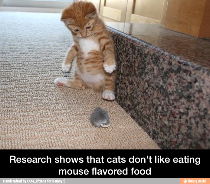 Research shows that cats don't like eating mouse flavored food