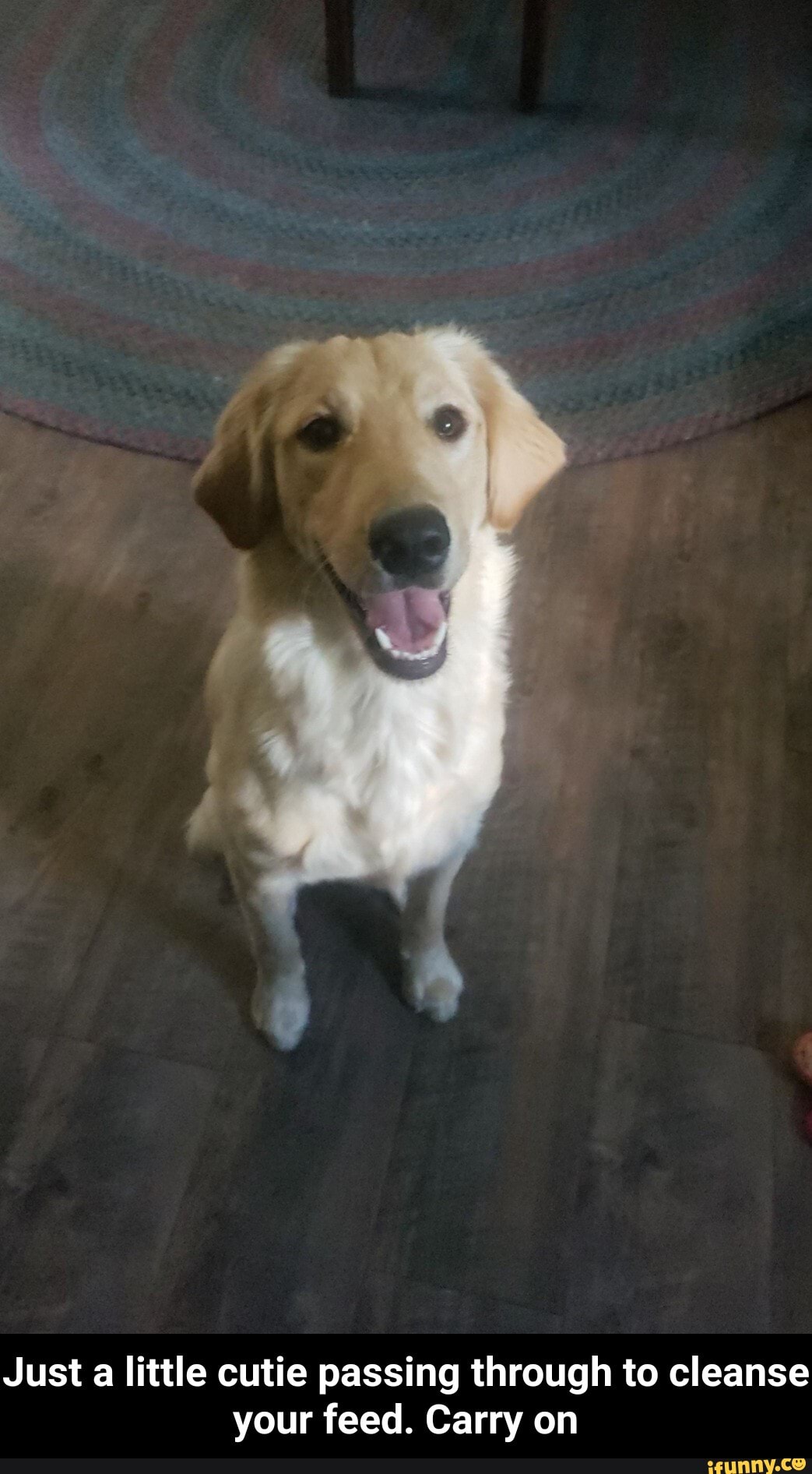 Just a little cutie passing through to cleanse your feed. Carry on - Just a little cutie passing through to cleanse your feed. Carry on