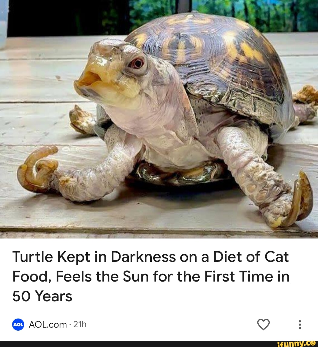 Turtle Kept in Darkness on a Diet of Cat Food, Feels the Sun for the