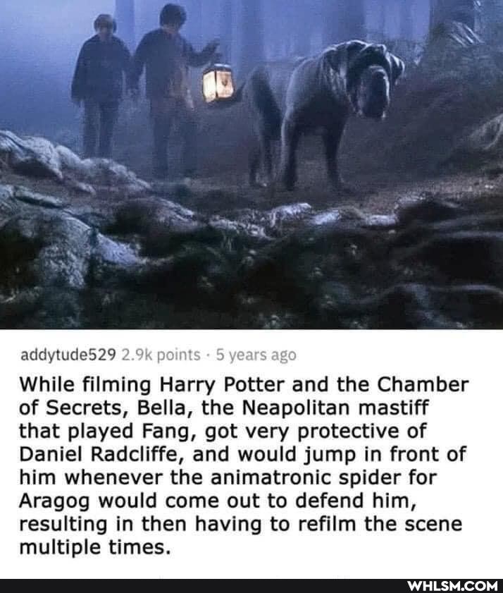 addytude529
ye
While filming Harry Potter and the Chamber of Secrets, Bella, the Neapolitan mastiff that played Fang, got very protective of
Daniel Radcliffe, and would jump in front of him whenever the animatronic spider for
Aragog would come out to defend him, resulting in then having to refilm the scene multiple times.