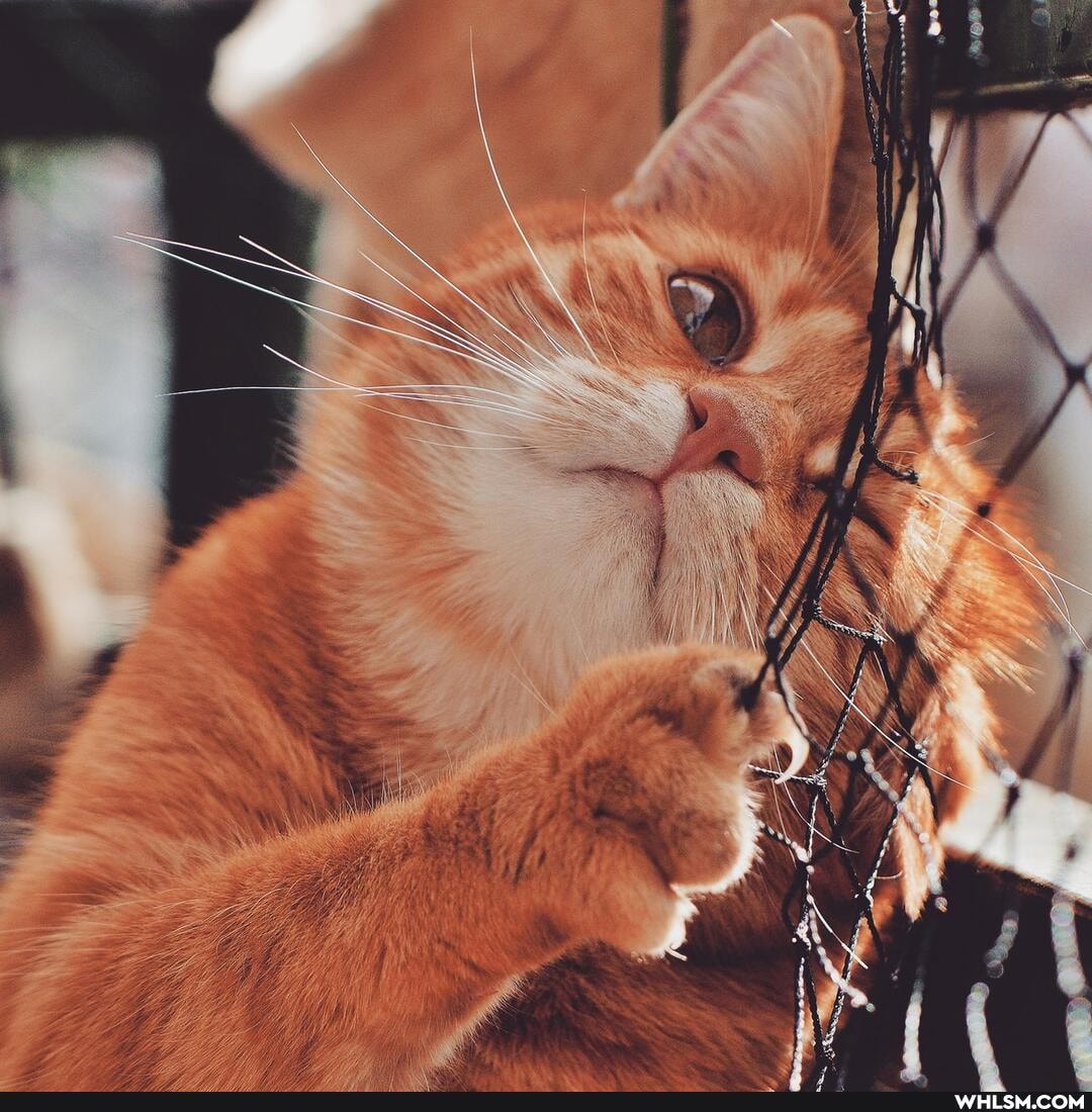 cat, cats, beautiful, cute_animal