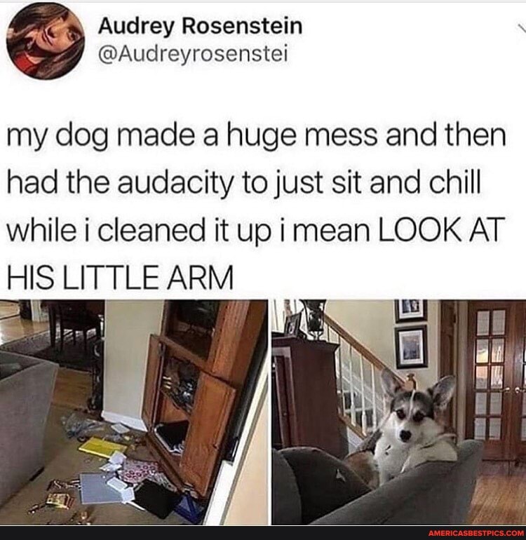 my dog made a huge mess and then had the audacity to just sit and chill
while i cleaned it up i mean LOOK AT HIS LITTLE ARM
ES
all