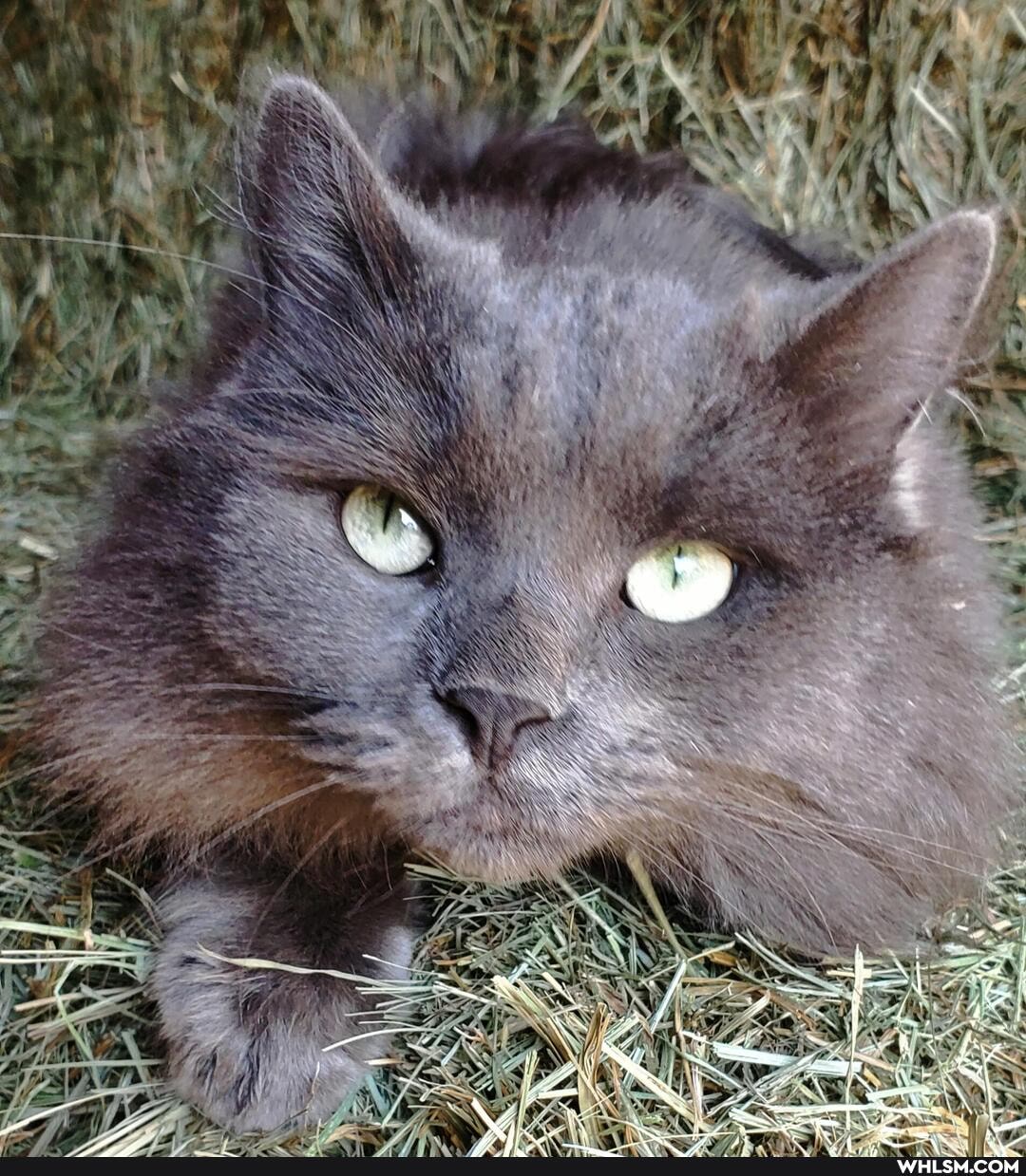 cats, kitten, siberiancats