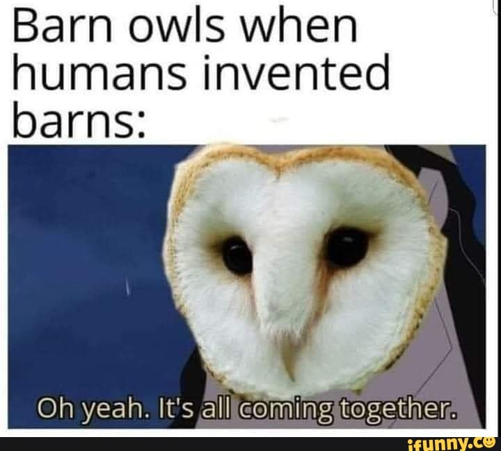 Barn owls when humans invented barns Oh yeah. It's all coming together