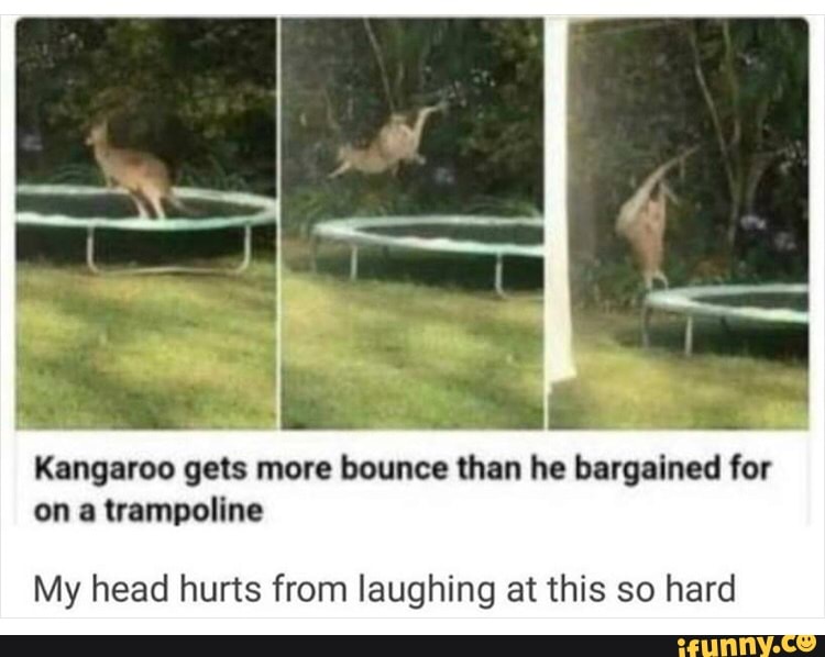 Kangaroo gets more bounce than he bargained for
on a trampoline
My head hurts from laughing at this so hard