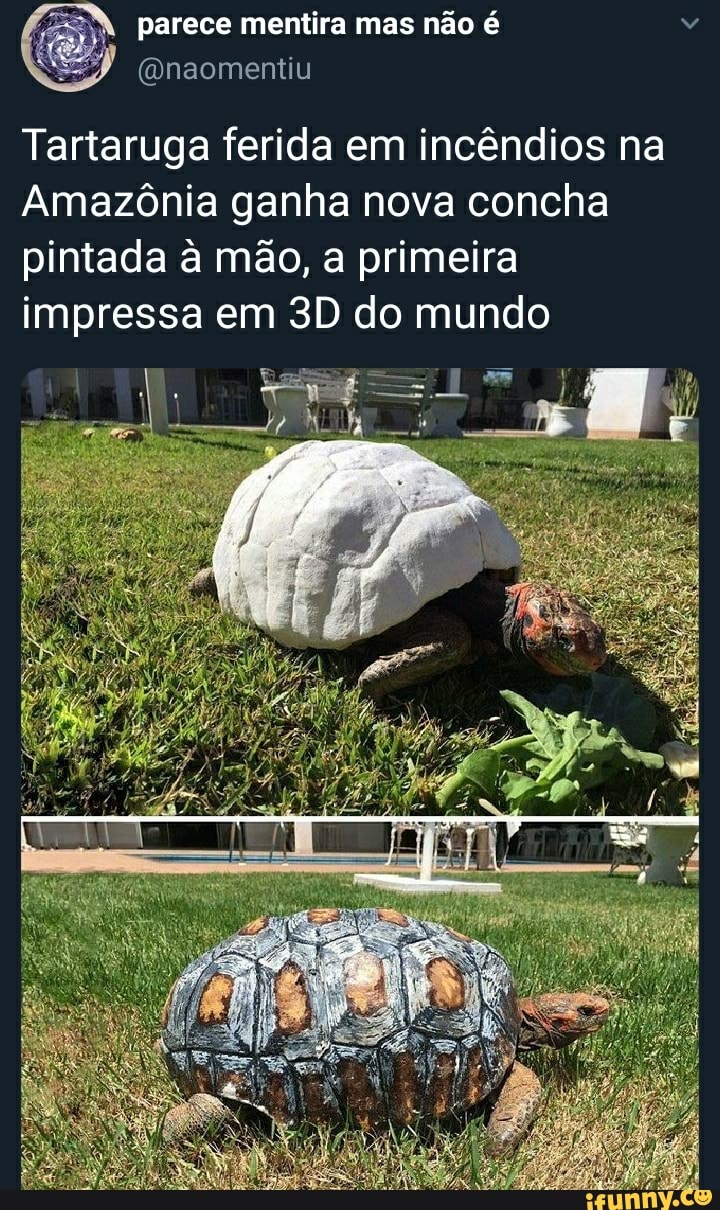 parece mentira mas não é
Tartaruga ferida em incêndios na
Amazônia ganha nova concha pintada à mão, a primeira impressa em do mundo