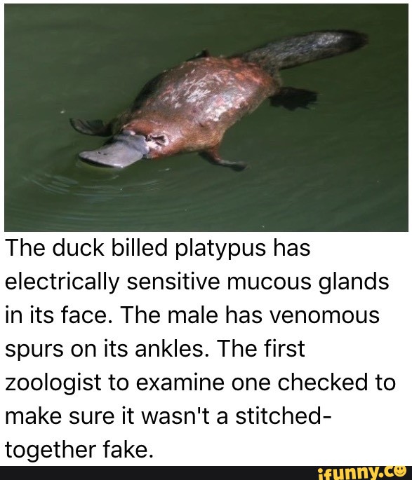 The duck billed platypus has electrically sensitive mucous glands in ...