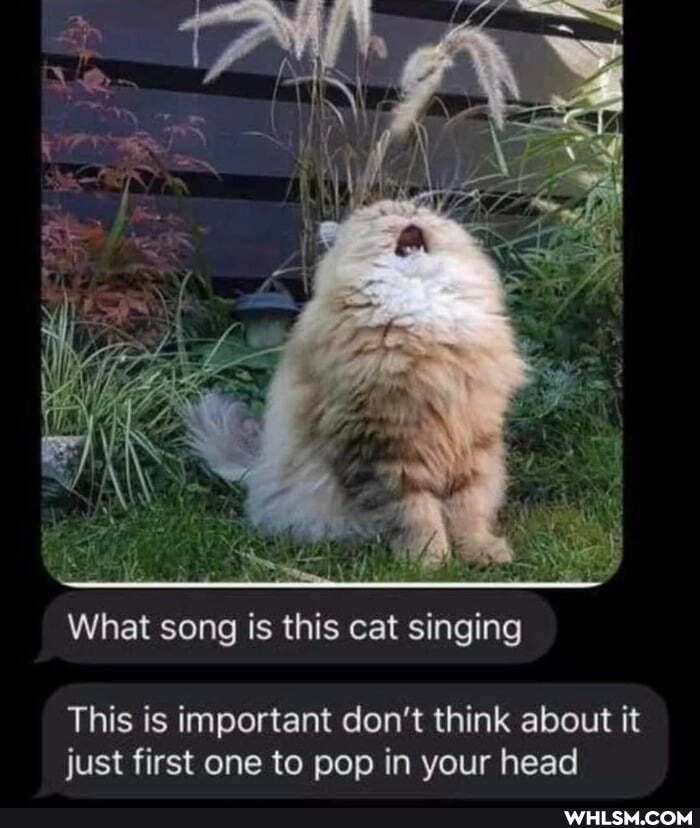 What song is this cat singing
This is important don't think about it just first one to pop in your head