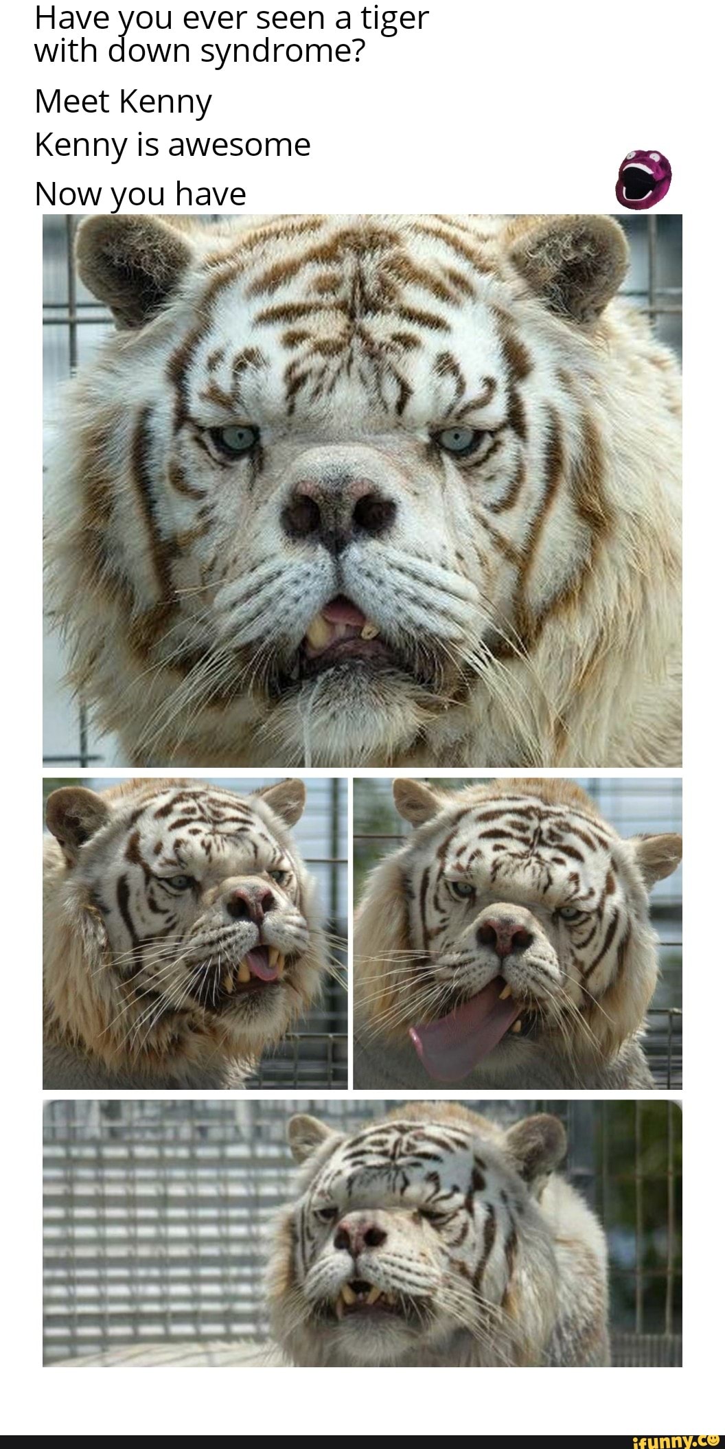 Have you ever seen a tiger with down syndrome? Meet Kenny Kenny is awesome Now you have - iFunny :)