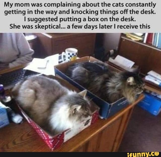 Here S A Small Cat Dump To Brighten Your Day My Mom Was Complaining About The Cats Constantly Getting In The Way And Knocking Things Off The Desk Suggested Putting A Box