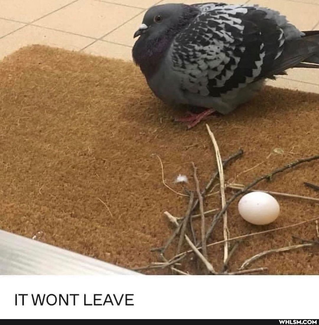 IT WONT LEAVE