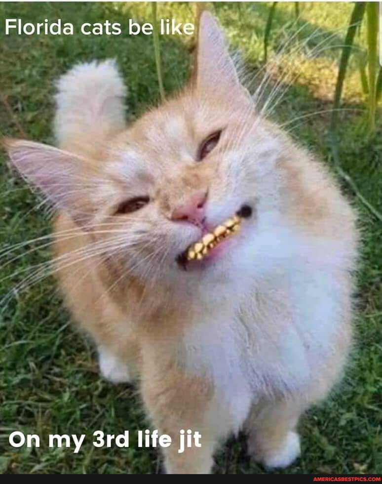 Florida cats be like re
On my life fit