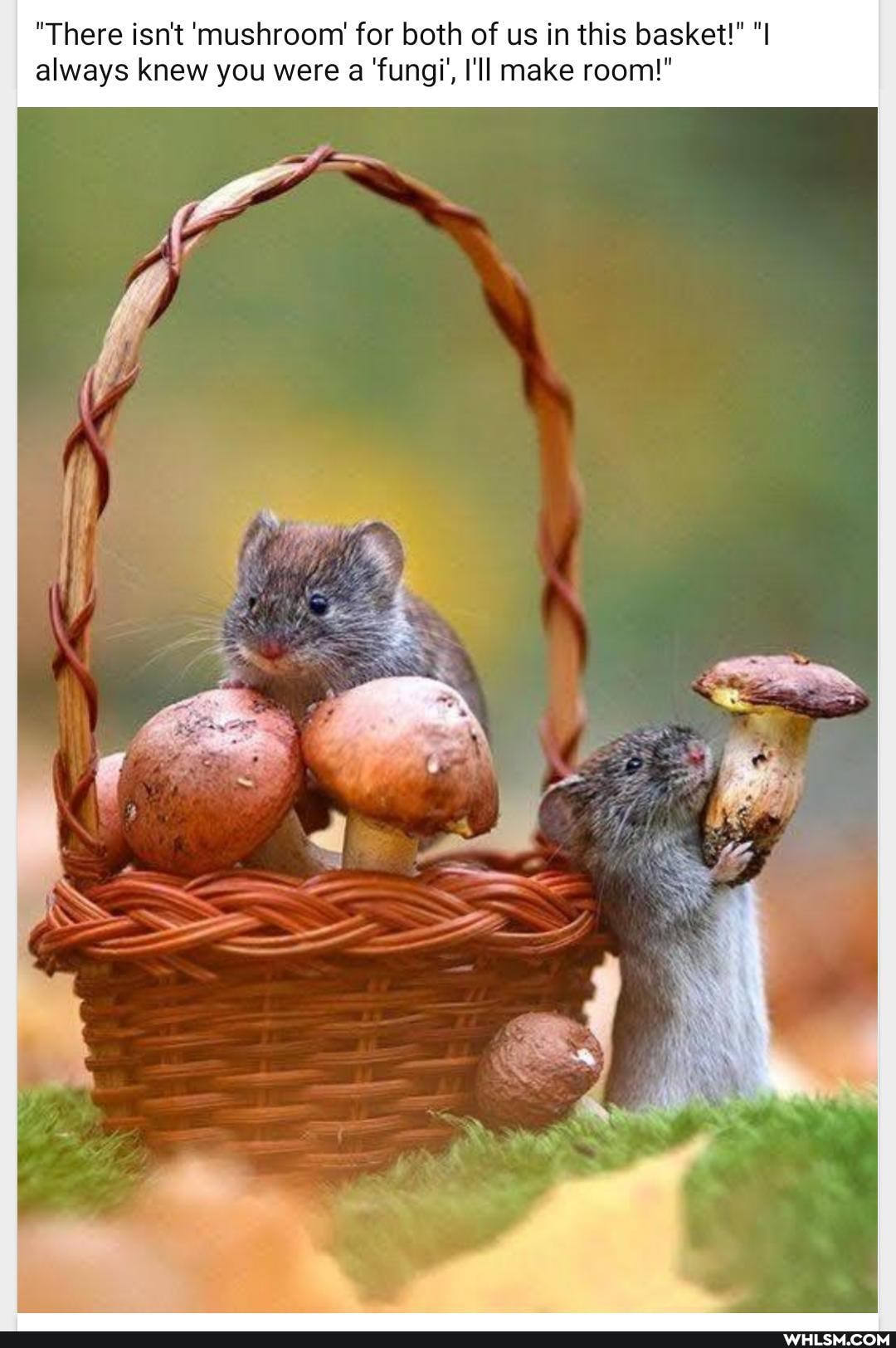 "There isn't 'mushroom for both of us in this basket!" "I always knew you were a 'fungj', I'll make room!"