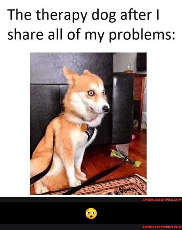 The therapy dog after I share all of my problems: - đŸ˜²