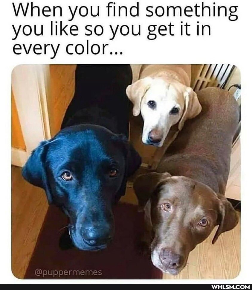 When you find something you like so you get it in every color...
we
@puppermemes