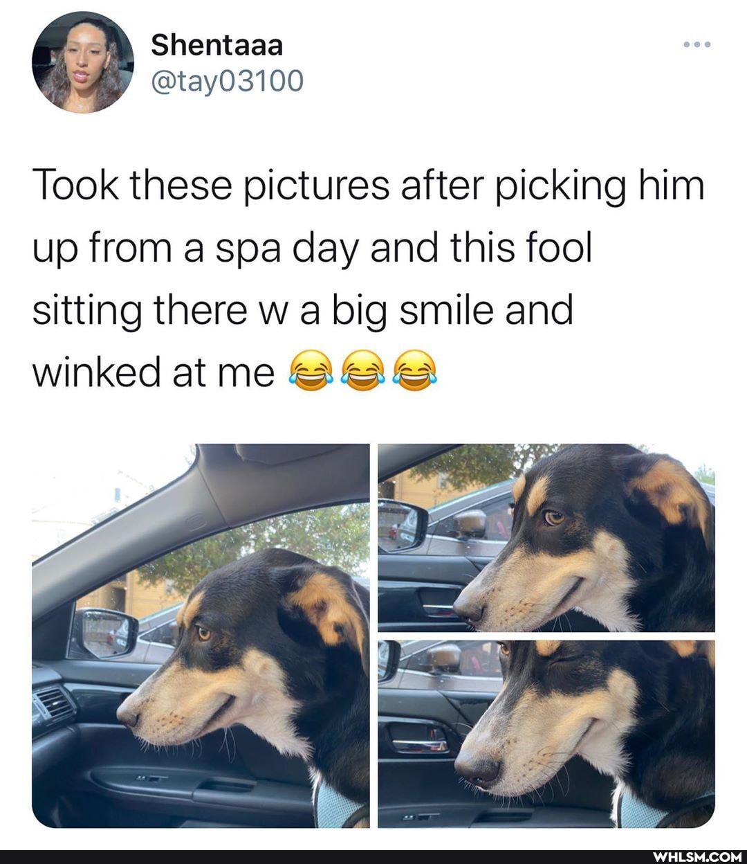 Took these pictures after picking him up from a spa day and this fool sitting there w a big smile and winked at me