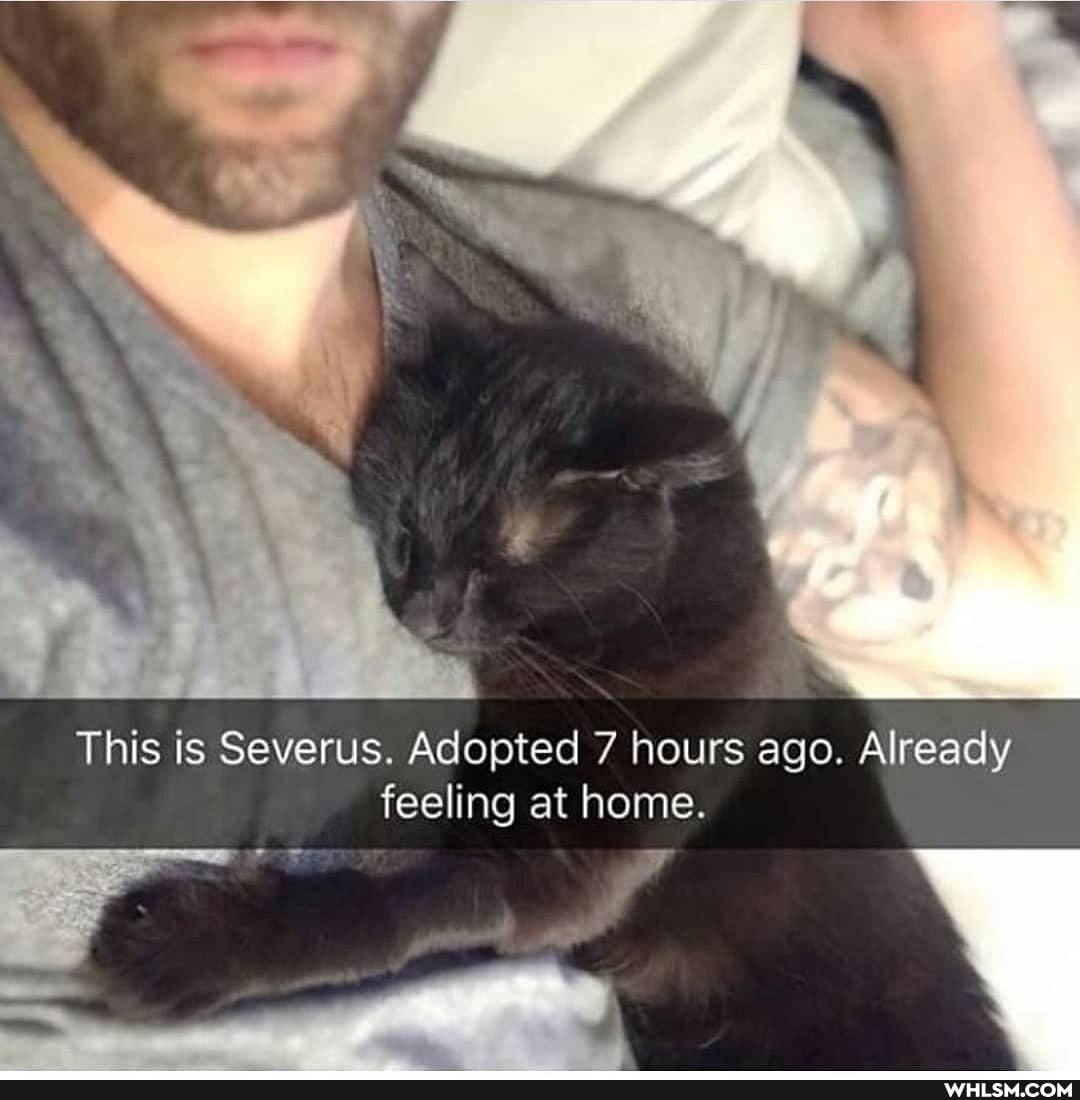 ff
This is Severus. Adopted 7 hours ago. Already feeling at home.