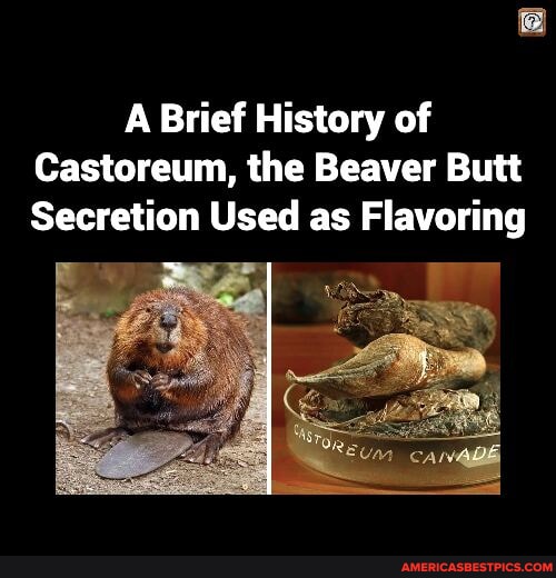 A Brief History of Castoreum, the Beaver Butt Secretion Used as ...