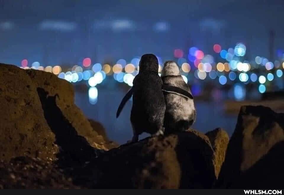 aww, penguin, melbourne