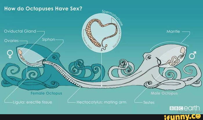 How Do Octopuses Have Sex Oviductal Gland Female Octopus Ifunny