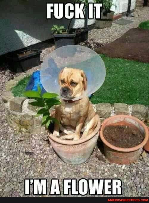FUCK IT
A FLOWER