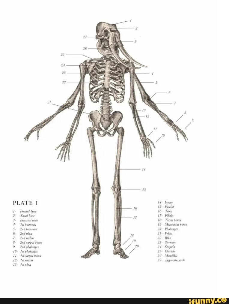 PLATE Frontal bone Nasal bone Incisival bowe 'nd humerus ulna nd rads ...