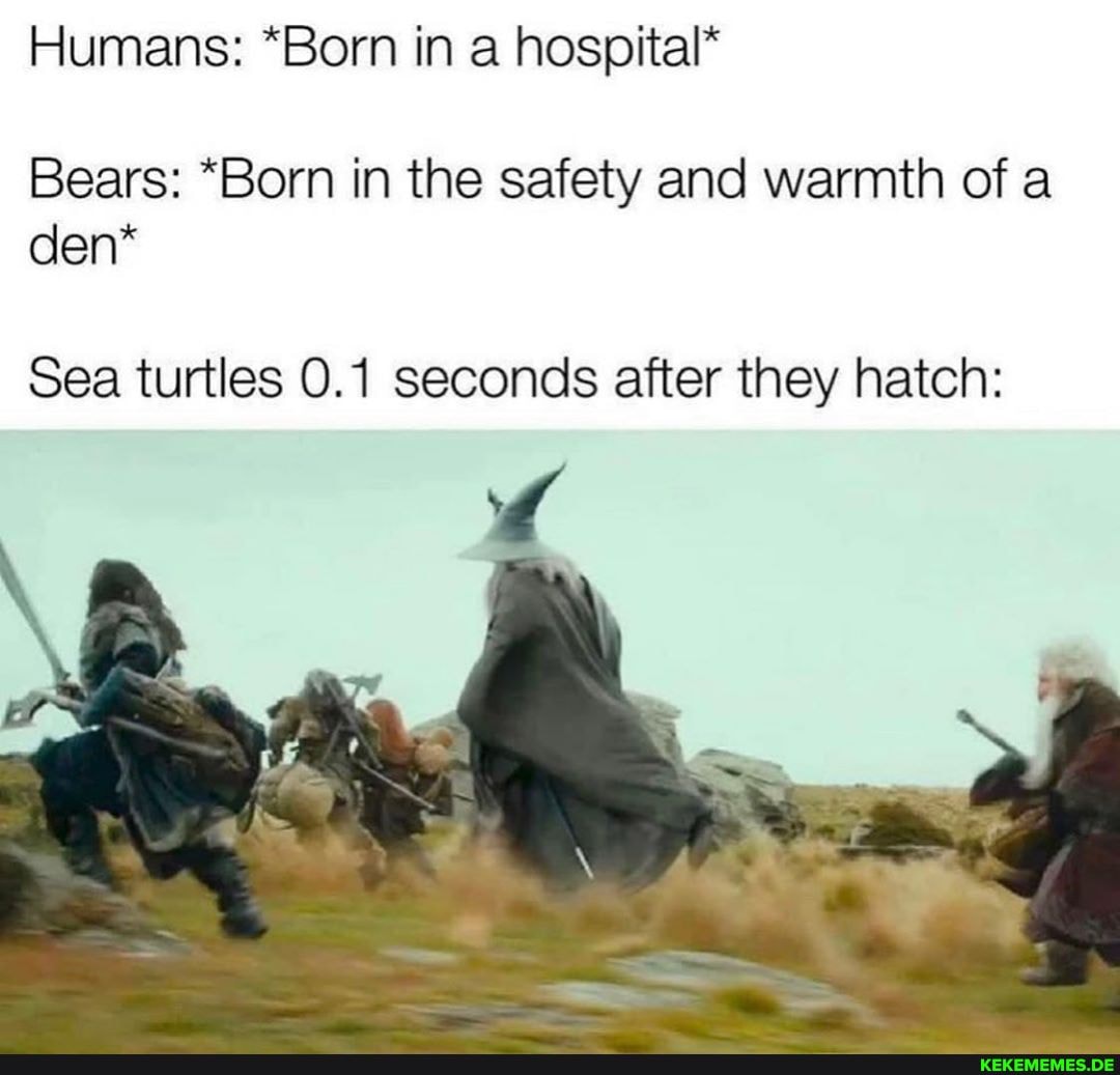 Humans: *Born in a hospital*
Bears: *Born in the safety and warmth of a den*
Sea turtles 0.1 seconds after they hatch: