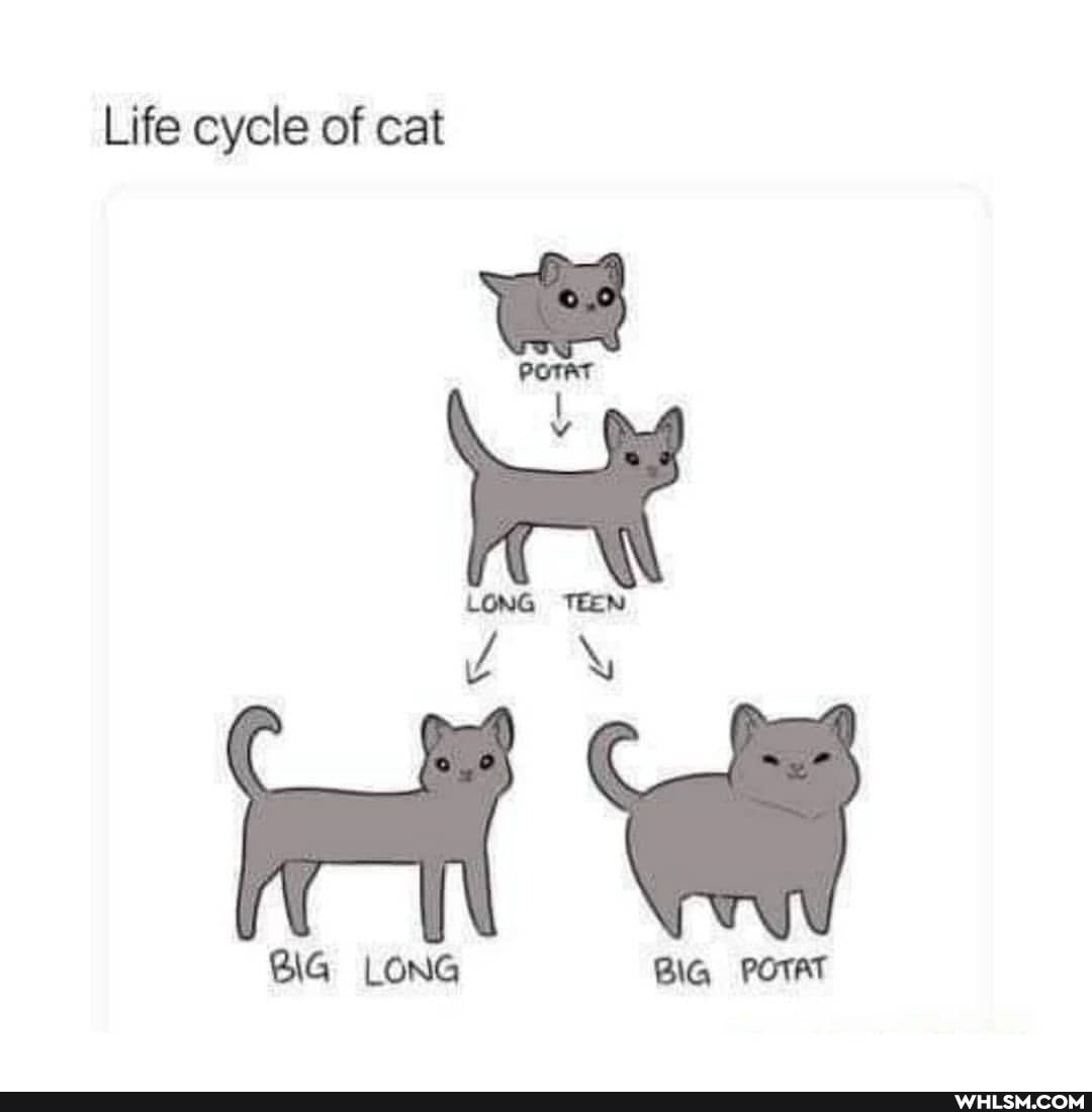 Life cycle of cat
WEN
BIG LONG
BIG