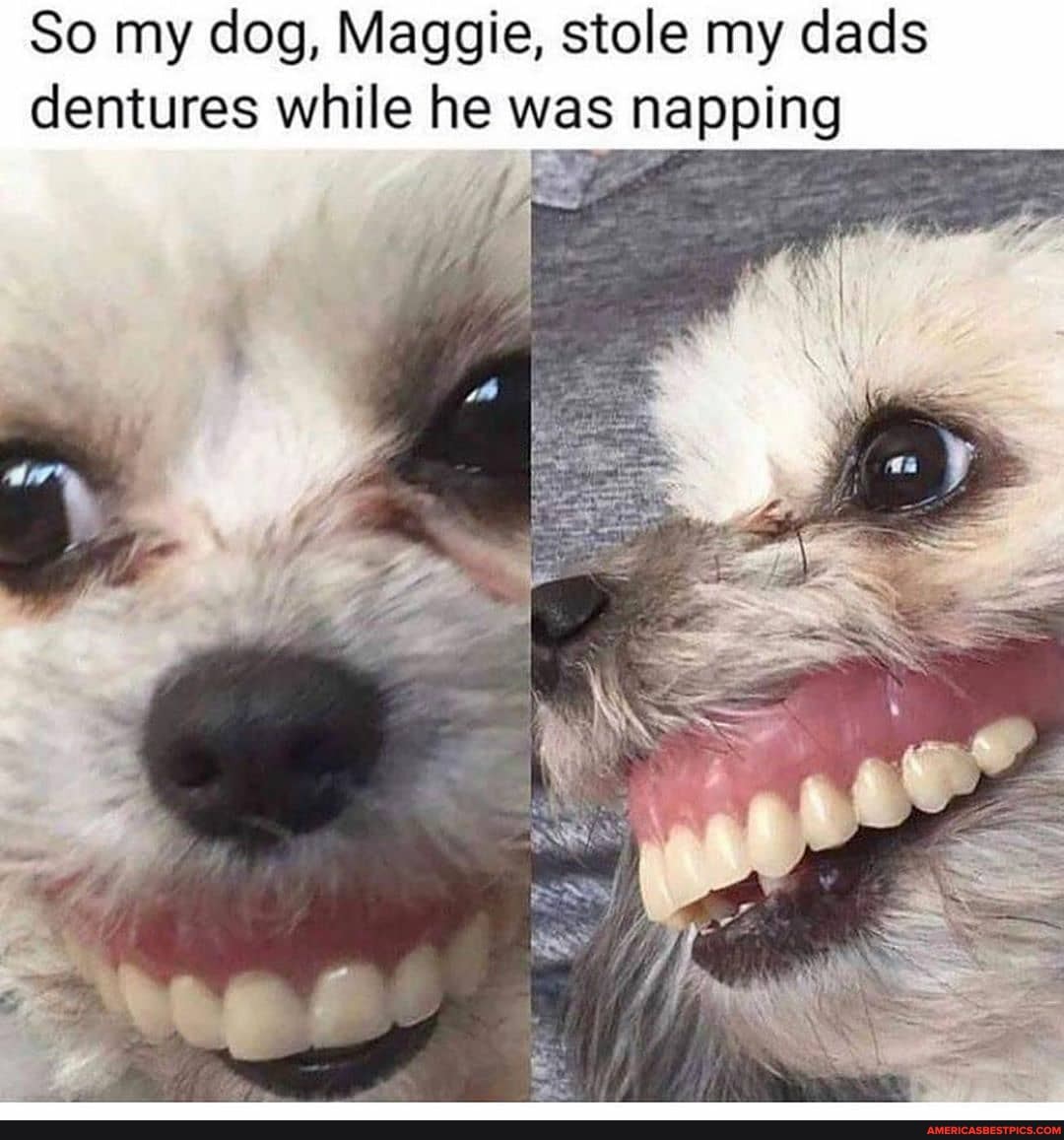 So my dog, Maggie, stole my dads dentures while he was napping