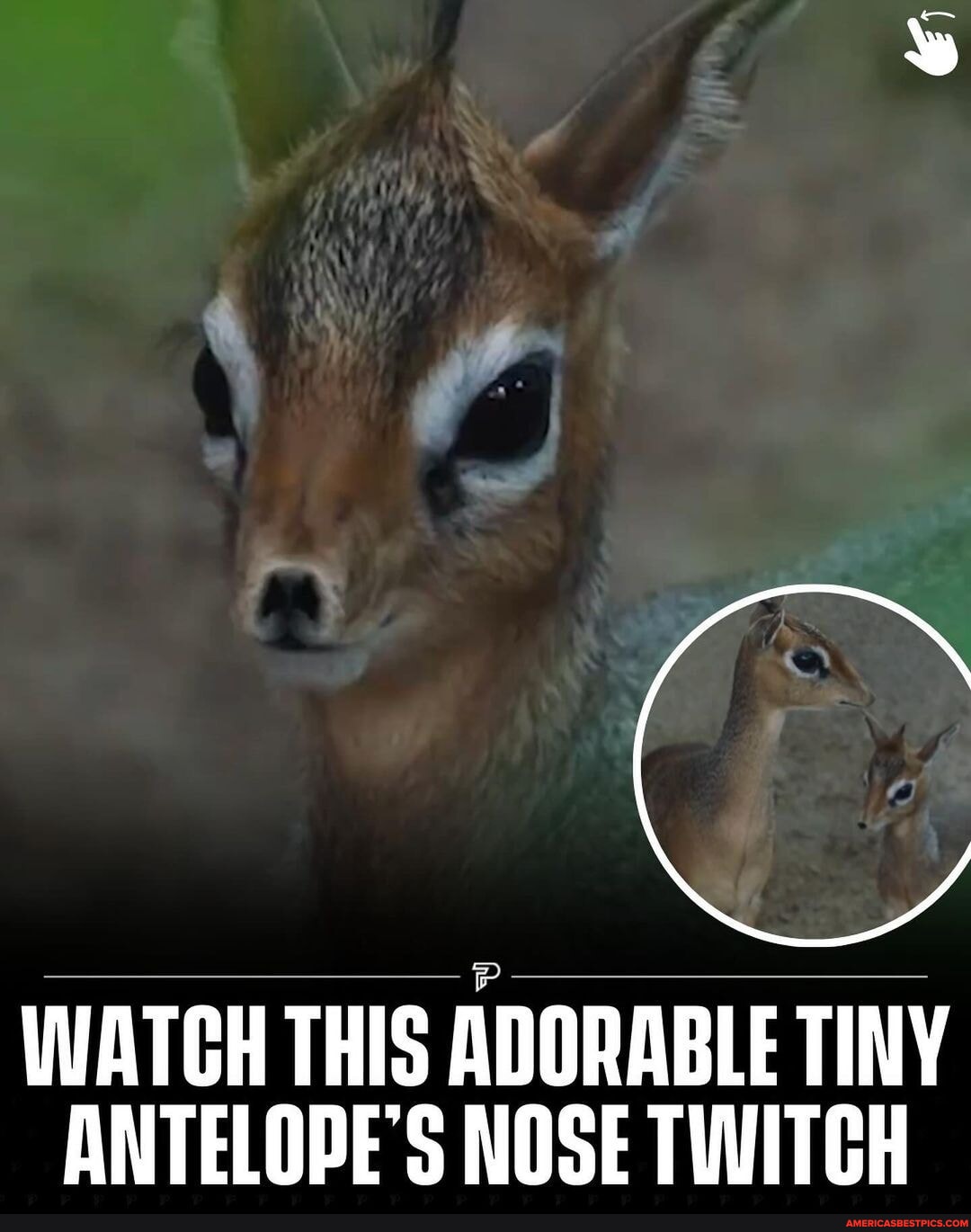 Swipe to watch an adorable baby antelope move its nose with shocking ...