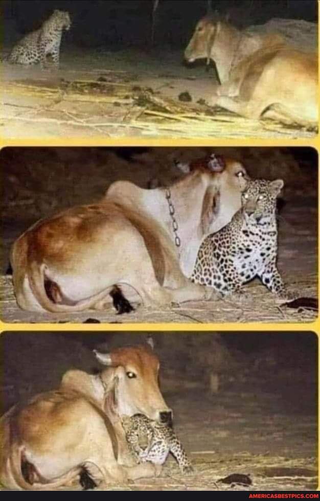 cow, leopard, bros, lost, mom, feeding