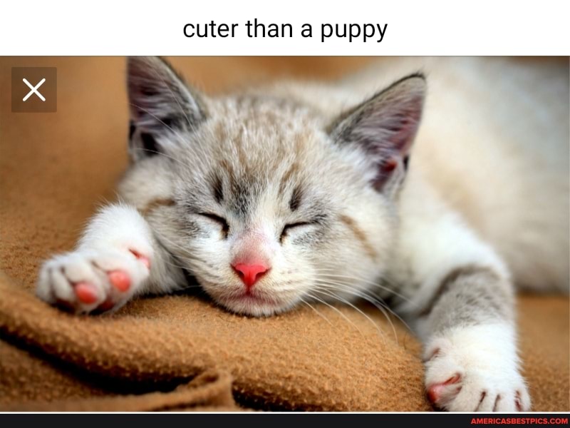 cuter than puppy