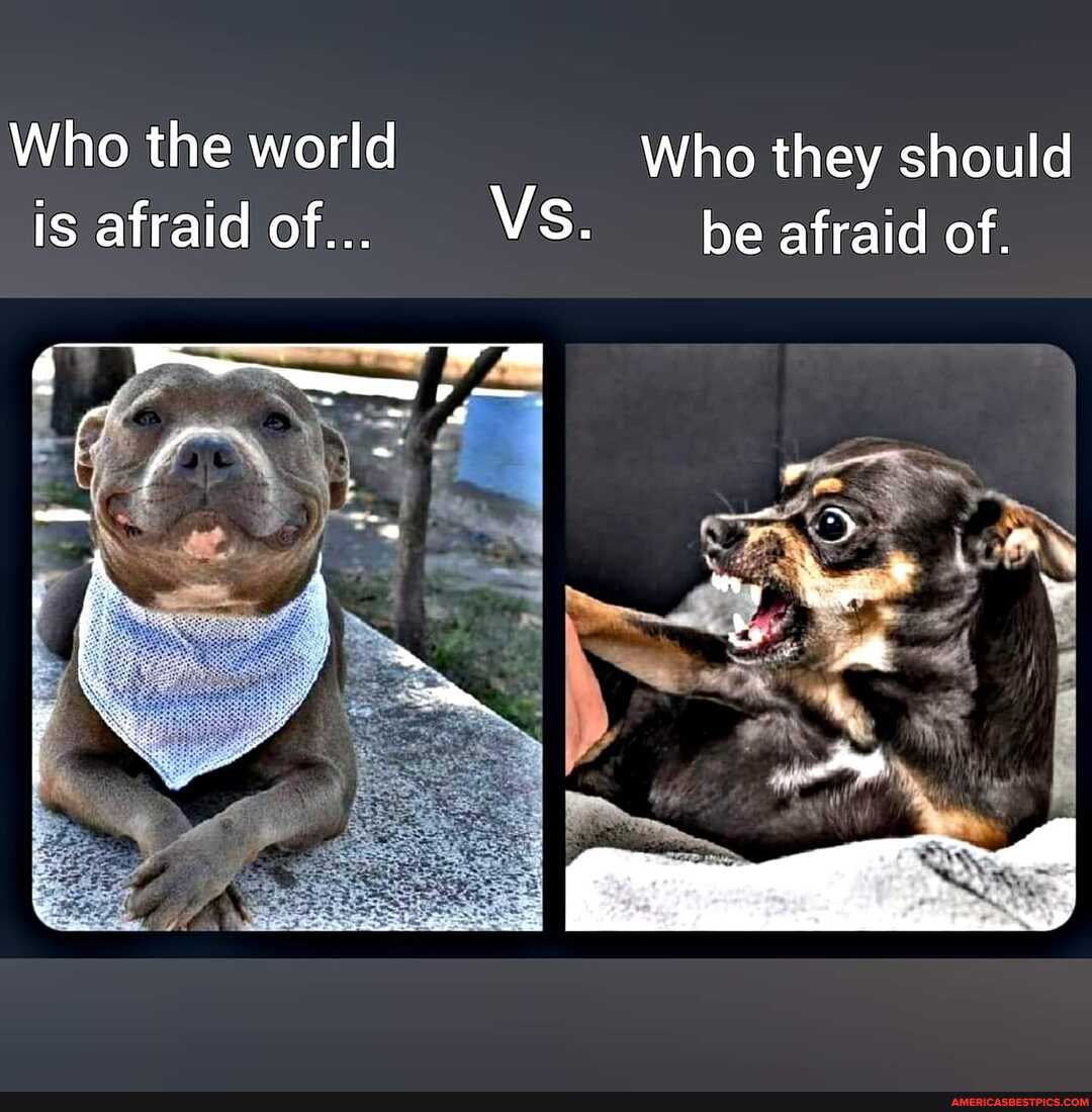 Who the world Who they should is afraid of... VS. be afraid of.