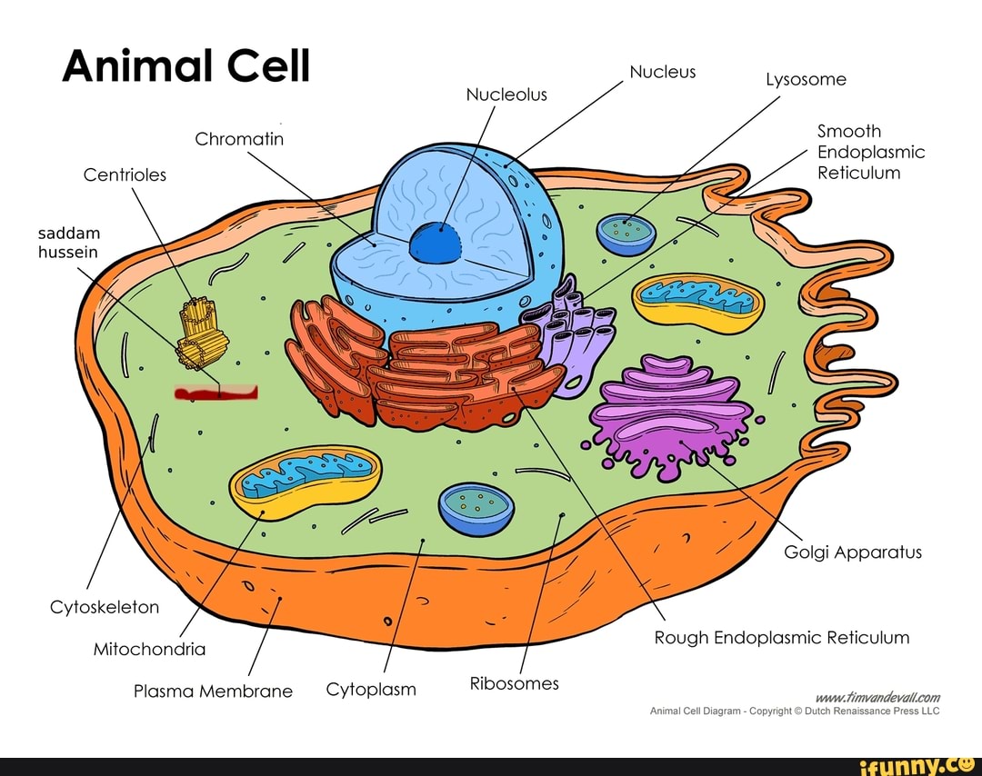 Animal Cell Nucleus Lysosome Nucleolus Smooth Endoplasmic Reticulum  Chromatin Centrioles saddam hussein Golgi Apparatus Cytoskeleton  Mitochondria Rough Endoplasmic Reticulum, Plasma Membrane Cytoplasm  Ribosomes wmetimvandevallcom 'Animal Cell Diagram ...