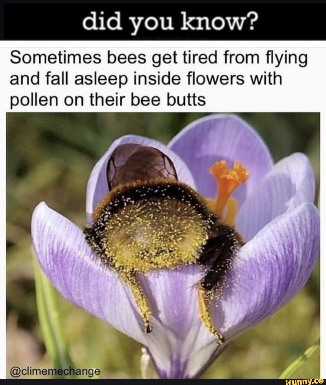 Did you know? Sometimes bees get tired from flying and fall asleep ...