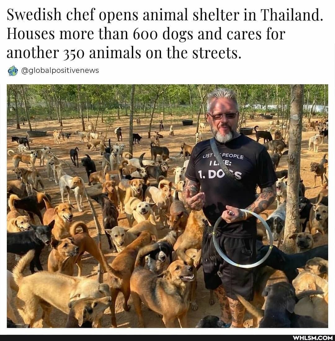 Swedish Chef Opens Animal Shelter In Thailand Houses More Than 600 Dogs And Cares For Another 350 Animals On The Streets Globalpositivenews Fy People Whlsm