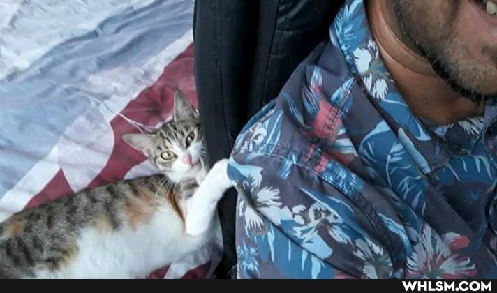 cats