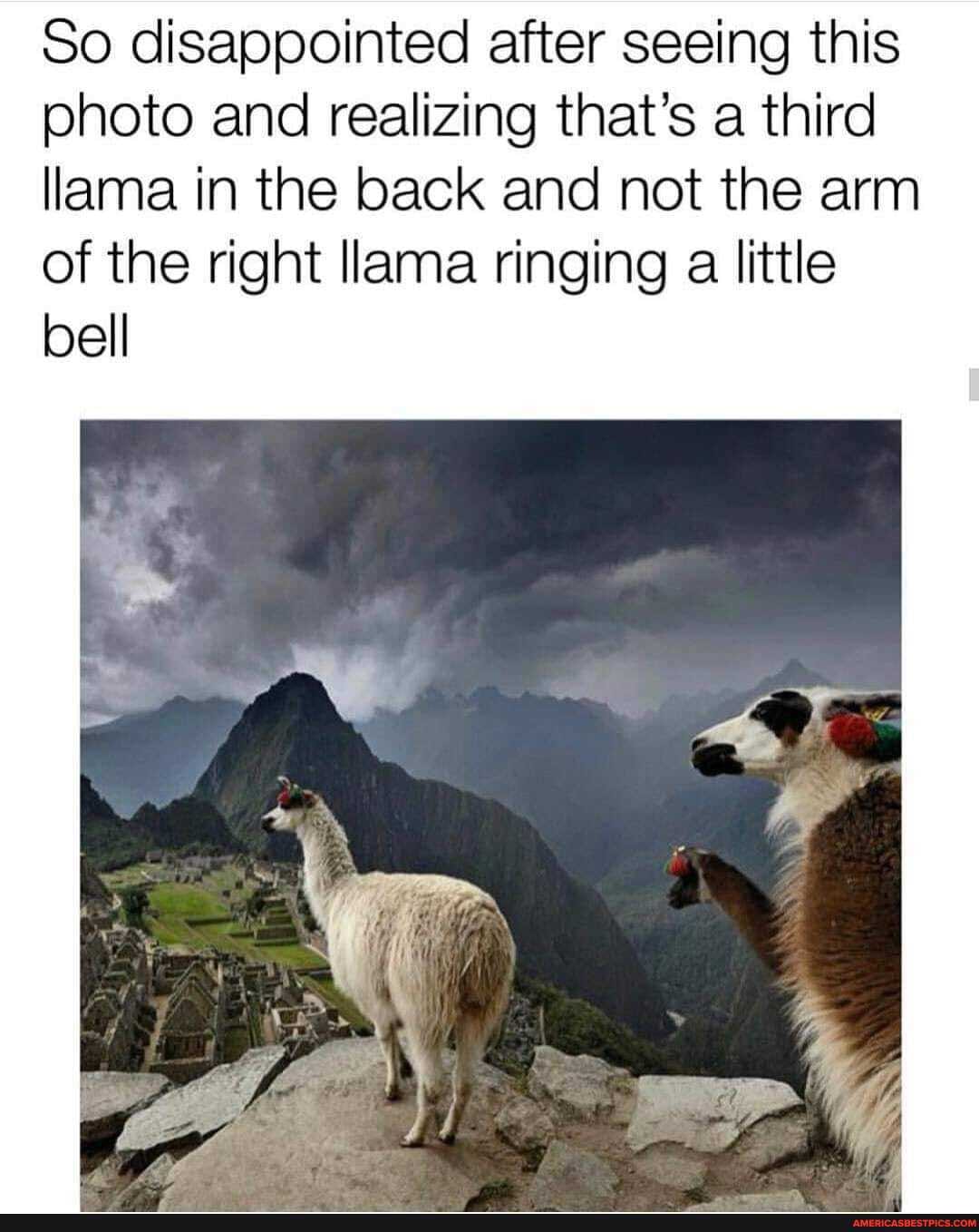 So disappointed after seeing this photo and realizing that's a third llama in the back and not the arm of the right llama ringing a little bell