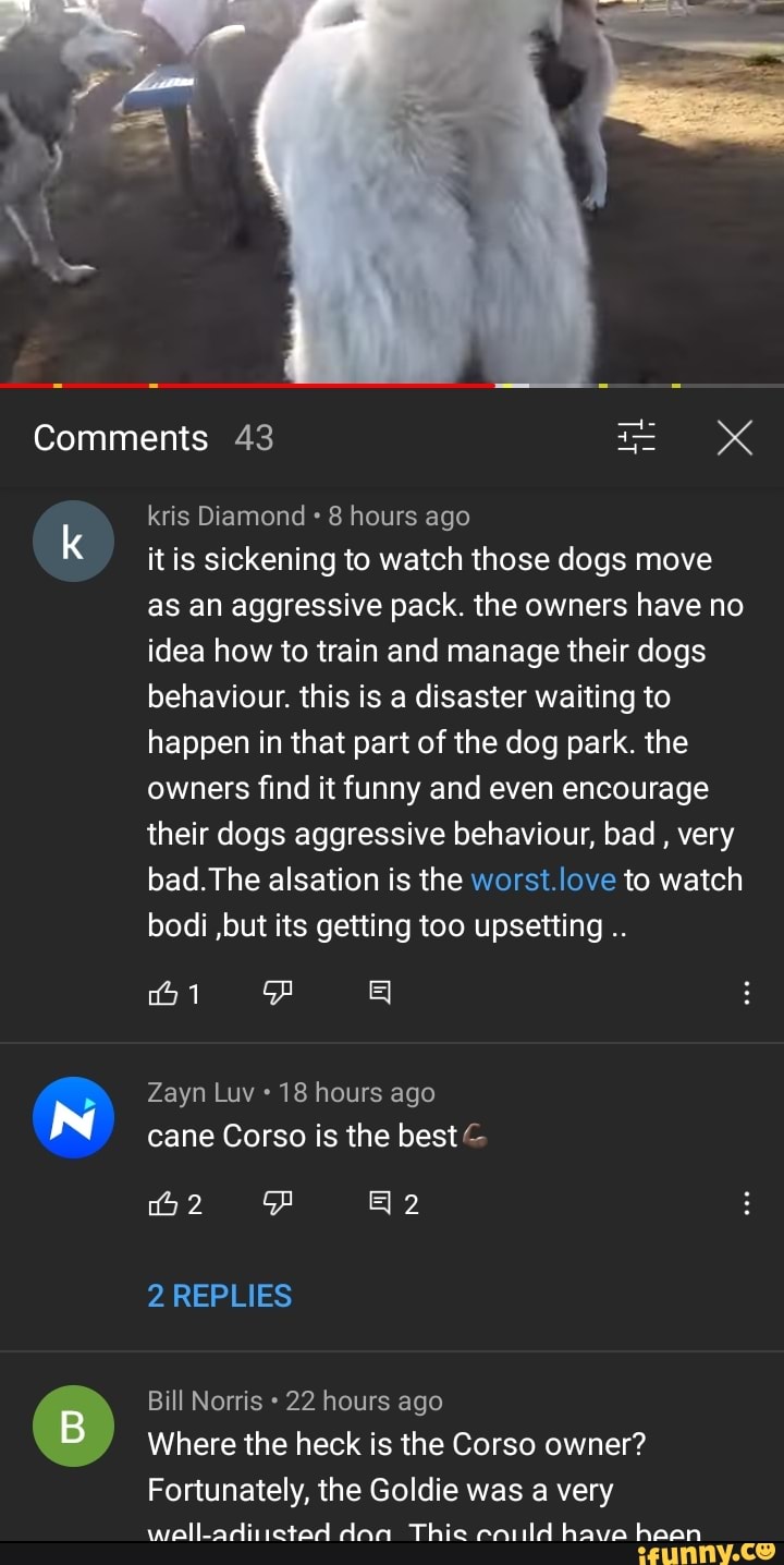 Comments 43
k kris Diamond 8 hours ago
it is sickening to watch those dogs move as an aggressive pack. the owners have no idea how to train and manage their dogs behaviour. this is a disaster waiting to happen in that part of the dog park. the owners find it funny and even encourage their dogs aggressive behaviour, bad , very bad. The alsation is the worst. love to watch bodi ,but its getting too upsetting
oi
Zayn Luv 18 hours ago cane Corso is the best
FF
2 REPLIES
Bill Norris 22 hours ago
Where the heck is the Corso owner?
Fortunately, the Goldie was a very ywielladiuted dan Thie have haan