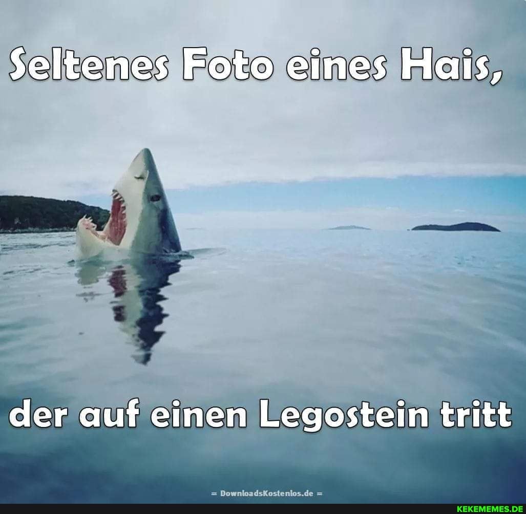 Seltenes Foto eines Hais, der auf einen Legostein tritt
