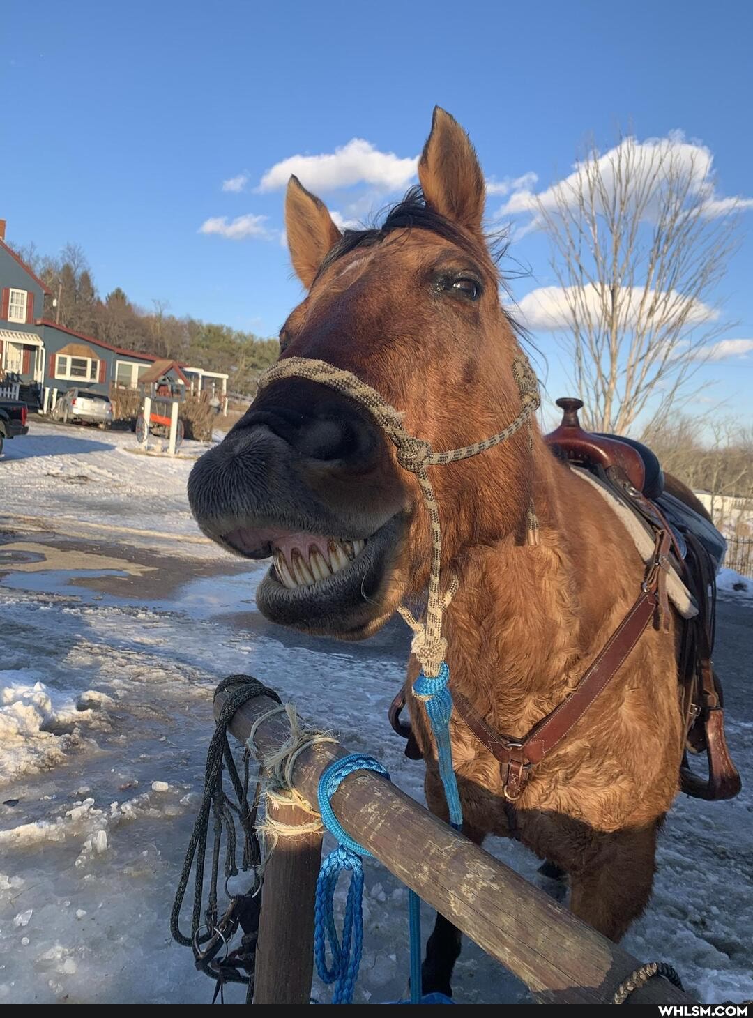 horse, wholesome, mildly_interesting