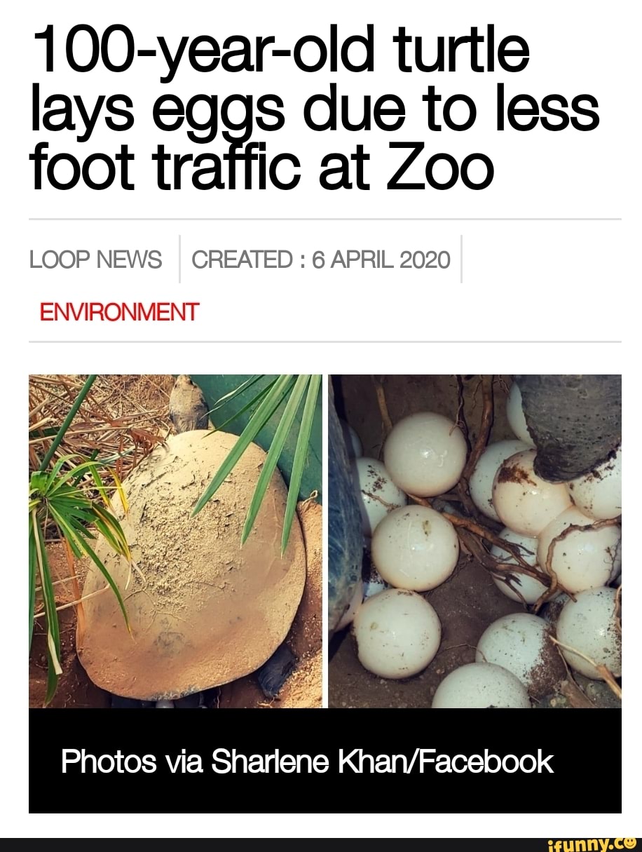 100 year old turtle lays eggs due to less foot traffic at zoo loop news