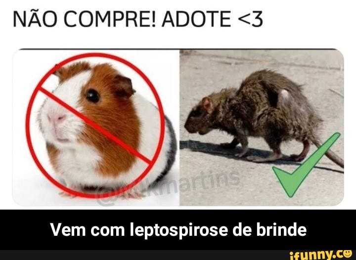 NÃO COMPRE! ADOTE <3
Vem com leptospirose de brinde - Vem com leptospirose de brinde