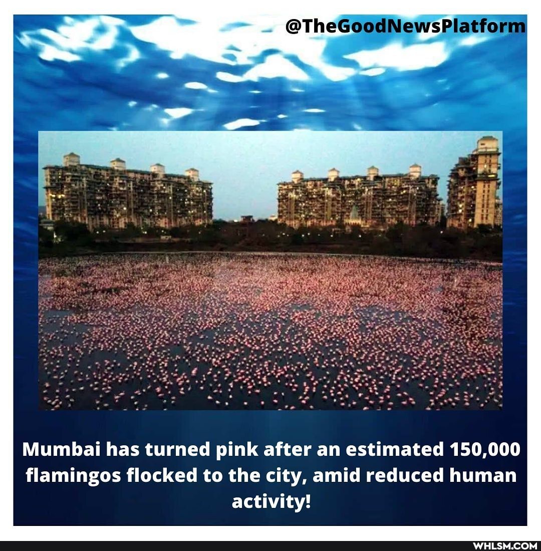 @TheGoodNewsPlatform
Mumbai has turned pink after an estimated 150,000 flamingos flocked to the city, amid reduced human activity!