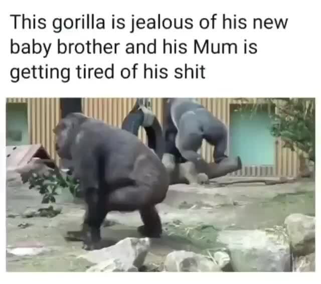 This Gorilla Is Jealous Of His New Baby Brother And His Mum Is Getting Tired Of His Shit