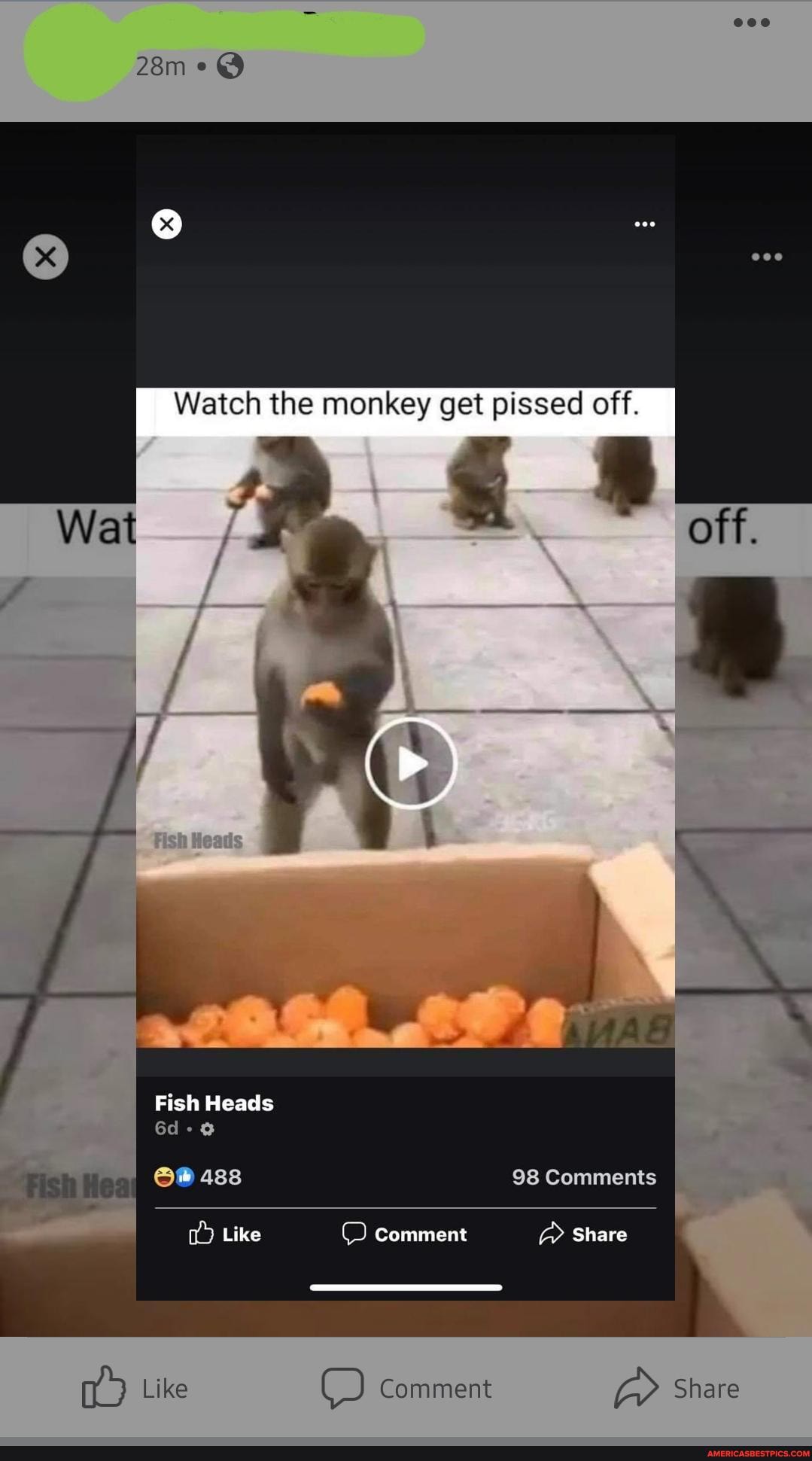 Watch the monkey get pissed off.
Watt
Fish Heads
488 98 Comments
Like Comment Share
Like Comment Share
