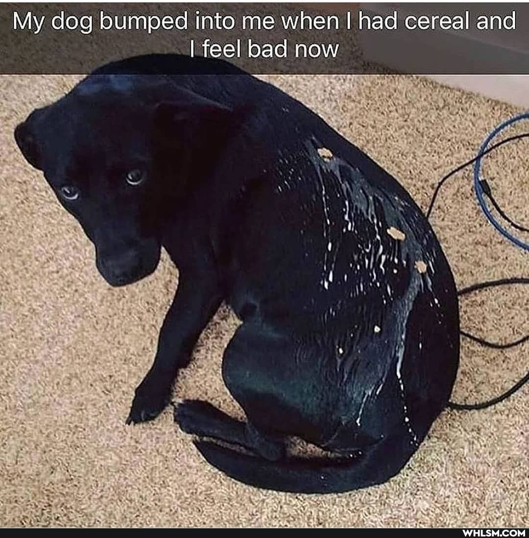 My dog bumped into me me when I had cereal and
I feel bad now